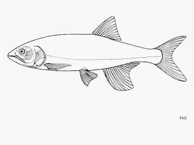Lake salmon (Opsaridium microlepis)