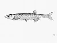 Lake sardine (Engraulicypris sardella)