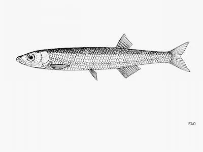 Lake sardine (Engraulicypris sardella)