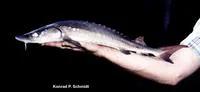 Lake sturgeon (Acipenser fulvescens)