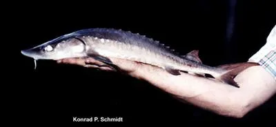 Lake sturgeon (Acipenser fulvescens)