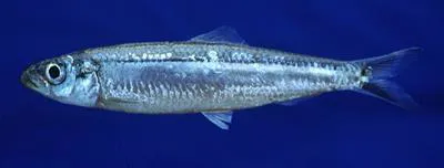 Lake Tanganyika sardine (Limnothrissa miodon)