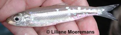 Lake Tanganyika sprat (Stolothrissa tanganicae)