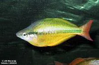 Lake Tebera rainbowfish (Melanotaenia herbertaxelrodi)