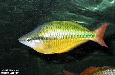 Lake Tebera rainbowfish (Melanotaenia herbertaxelrodi)