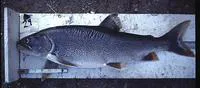 Lake trout (Salvelinus namaycush)