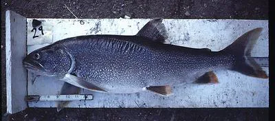 Lake trout (Salvelinus namaycush)