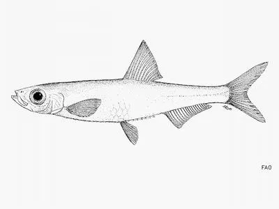 Lake Tumba dwarf sprat (Nannothrissa parva)