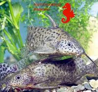 Lake Victoria squeaker (Synodontis victoriae)
