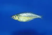 Lake Wanam rainbowfish (Glossolepis wanamensis)