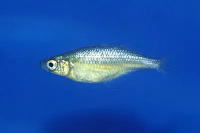 Lake Wanam rainbowfish (Glossolepis wanamensis)