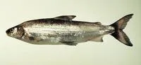 Lake whitefish (Coregonus clupeaformis)