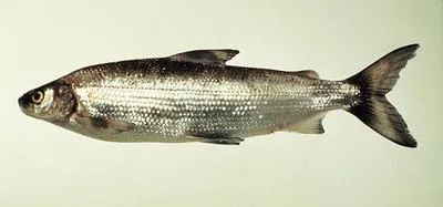 Lake whitefish (Coregonus clupeaformis)