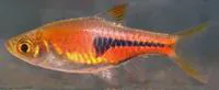 Lambchop rasbora (Trigonostigma espei)