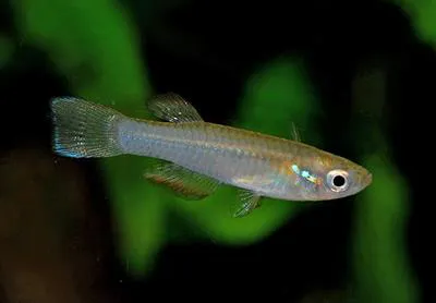Lambert's lampeye (Rhexipanchax lamberti)