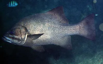 Lampfish (Dinoperca petersi)
