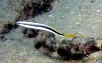 Lance blenny (Aspidontus dussumieri)