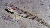 Lanceolate shrimpgoby (Tomiyamichthys lanceolatus)