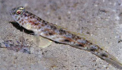 Lanceolate shrimpgoby (Tomiyamichthys lanceolatus)