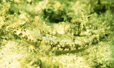 Lancer dragonet (Callionymus bairdi)
