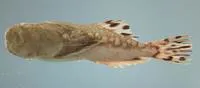 Lancer stargazer (Kathetostoma albigutta)