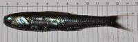 Lancet fish (Notoscopelus kroyeri)