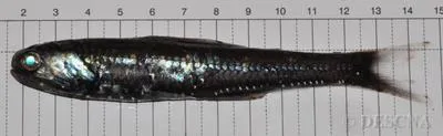 Lancet fish (Notoscopelus kroyeri)