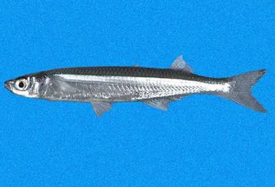 Landia silverside (Membras gilberti)