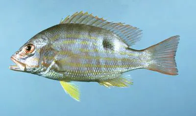 Lane snapper (Lutjanus synagris)