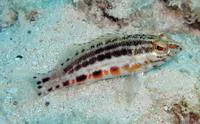 Lantern bass (Serranus baldwini)
