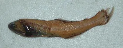 Lantern fish (Nannobrachium achirus)