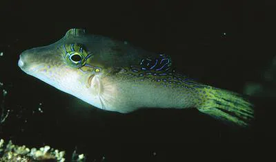 Lantern toby (Canthigaster epilampra)