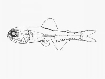 Lanternfish (Bolinichthys indicus)