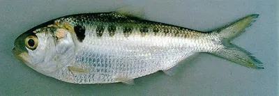 Laotian shad (Tenualosa thibaudeaui)
