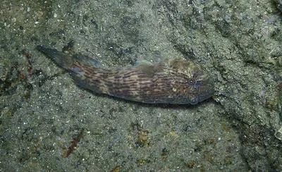 Lappetlip clingfish (Gobiesox barbatulus)