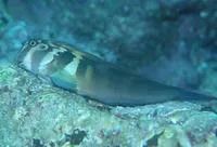 Large-banded blenny (Ophioblennius steindachneri)