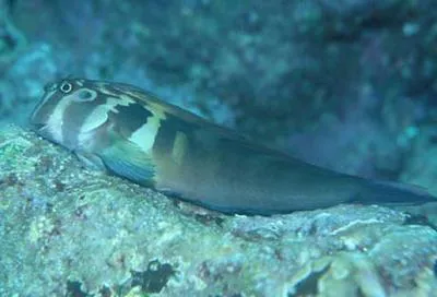 Large-banded blenny (Ophioblennius steindachneri)