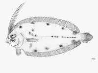 Large-crested lefteye flounder (Arnoglossus macrolophus)