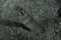 Large-eye conger (Ariosoma marginatum)