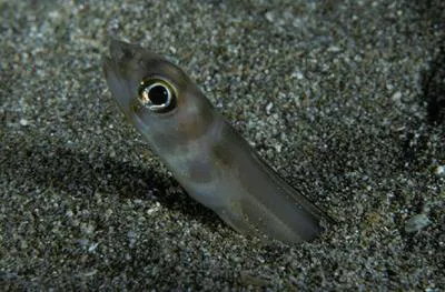 Large-eye conger (Ariosoma marginatum)