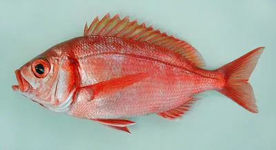 Large-eye dentex (Dentex macrophthalmus)