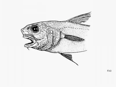 Large-eye grenadier (Coryphaenoides bulbiceps)