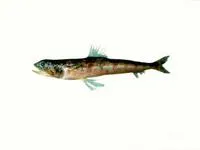 Large-eye lizardfish (Synodus oculeus)