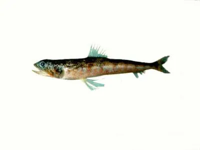 Large-eye lizardfish (Synodus oculeus)