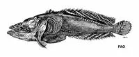 Large-eye toadfish (Batrachoides gilberti)