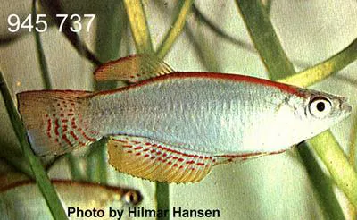 Large finned lampeye (Procatopus nototaenia)