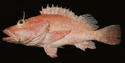 Large-headed scorpionfish (Pontinus macrocephalus)
