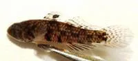 Large-mouth goby (Redigobius macrostoma)