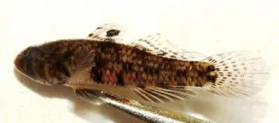 Large-mouth goby (Redigobius macrostoma)