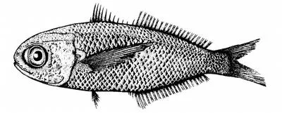 Large-scale cigarfish (Cubiceps macrolepis)